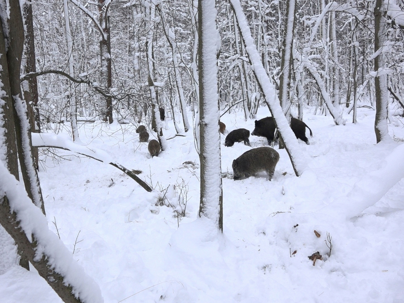 Кабаны зимой в лесу